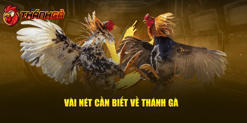 Thánh Gà trở thành điểm đến hàng đầu của nhiều kê thủ hiện đại